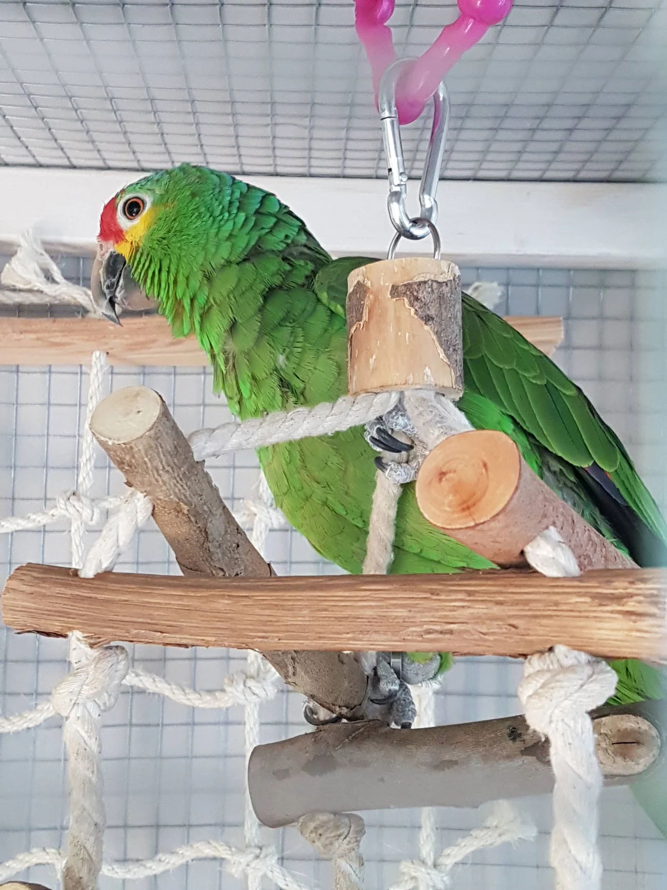 Nikolae the parrot, photograph 1