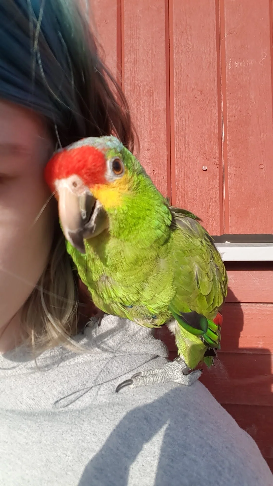 Nikolae the parrot, photograph 2