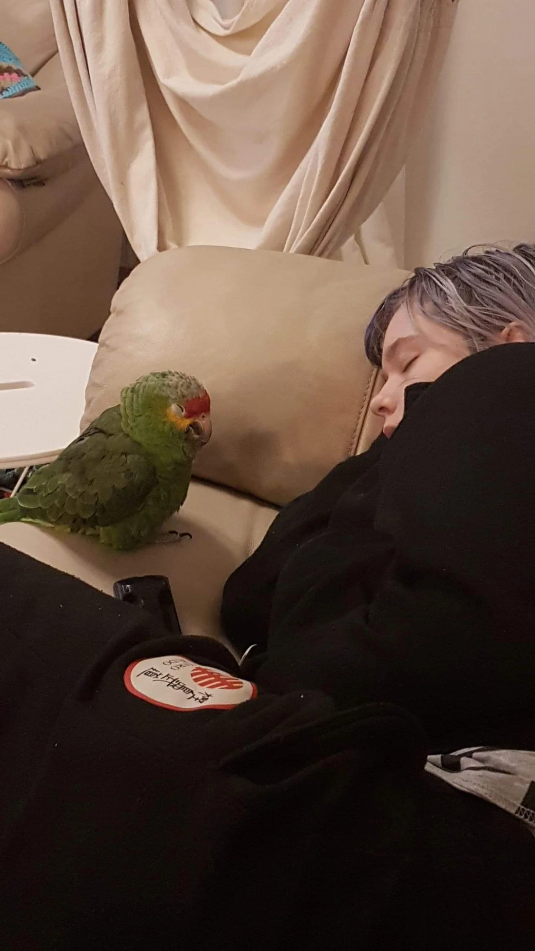Nikolae the parrot, photograph 3