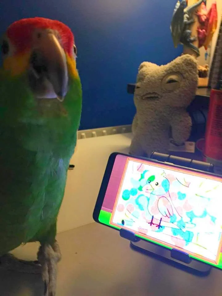 Nikolae the parrot, photograph 4